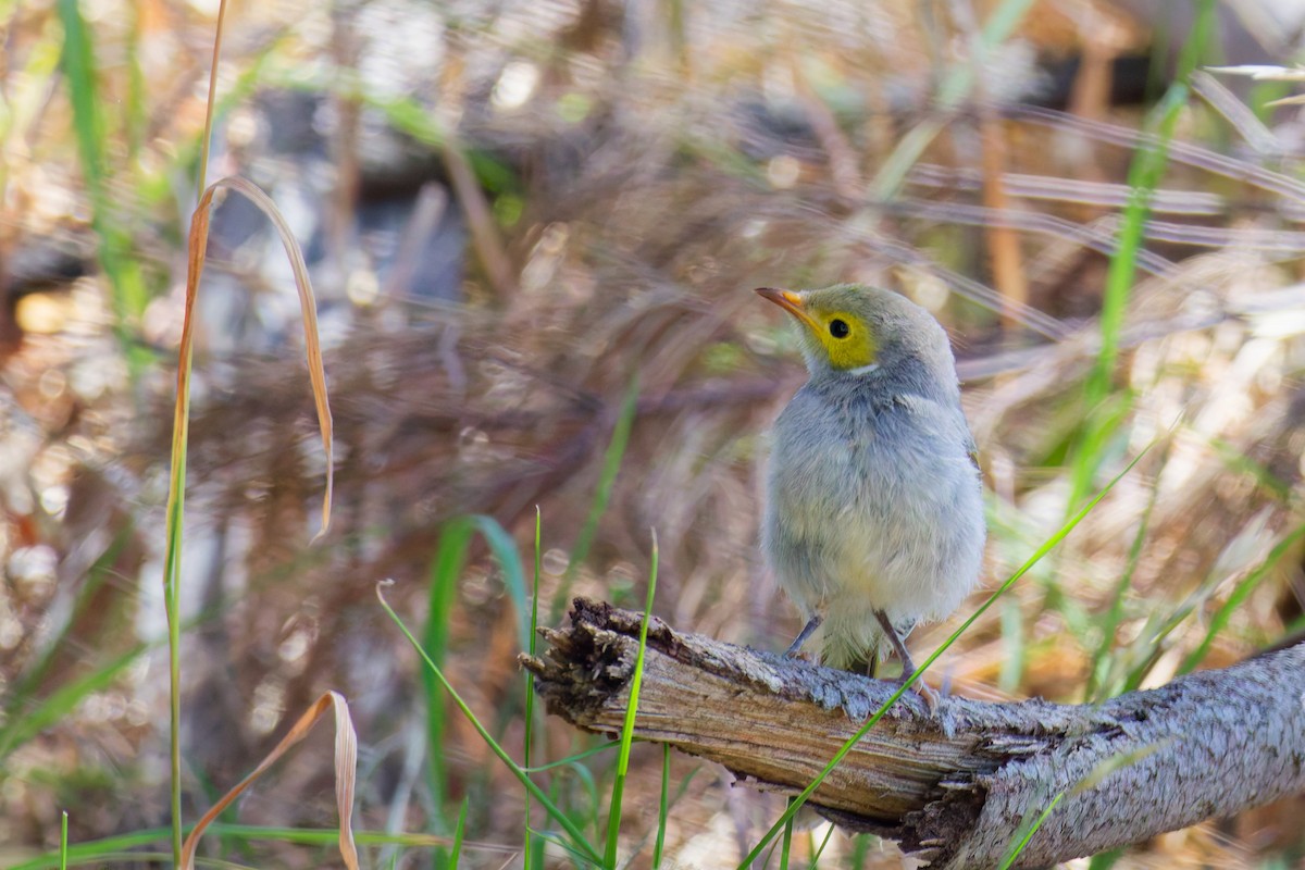 White-plumed Honeyeater - ML646267543