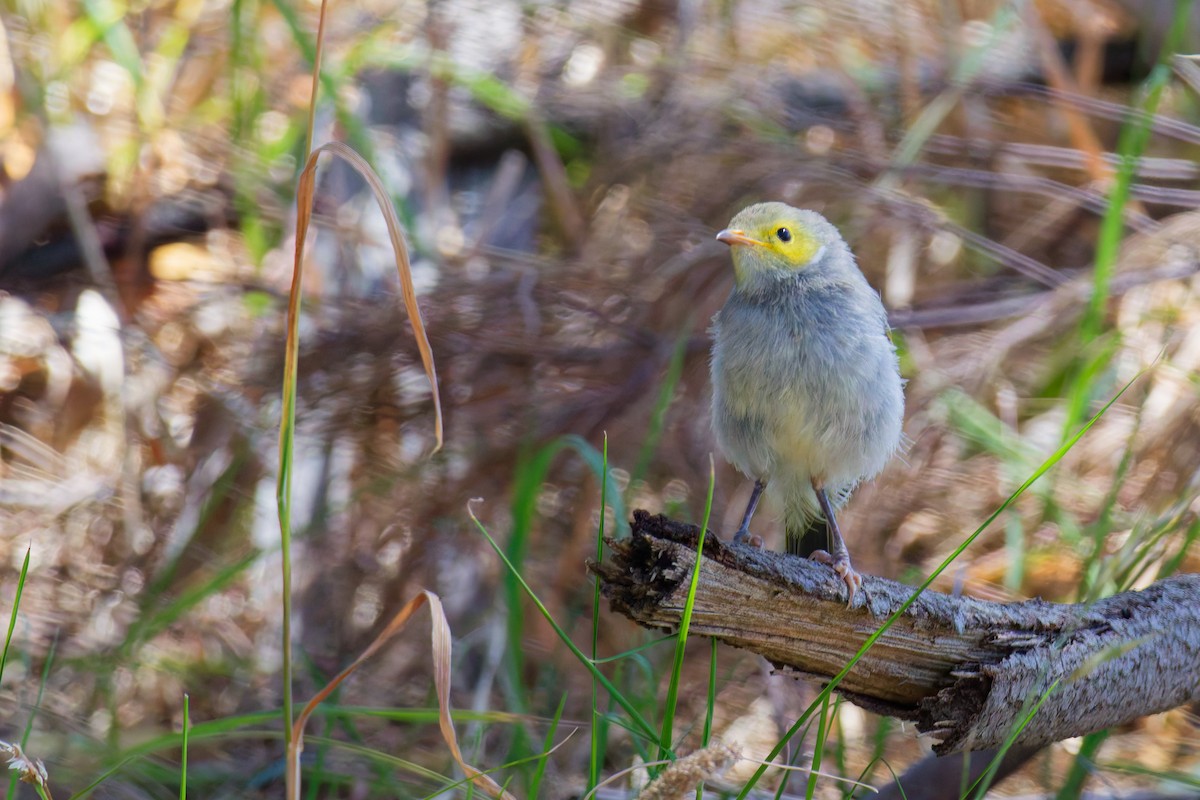 White-plumed Honeyeater - ML646267544
