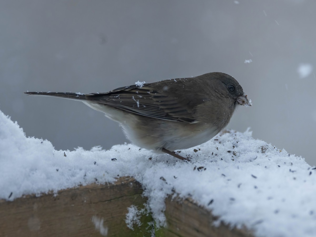 Dark-eyed Junco - ML646267545