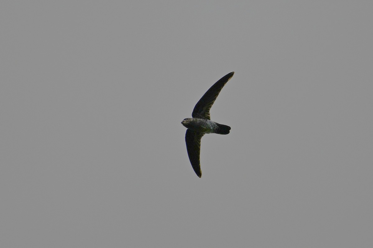 Glossy Swiftlet - ML646267546