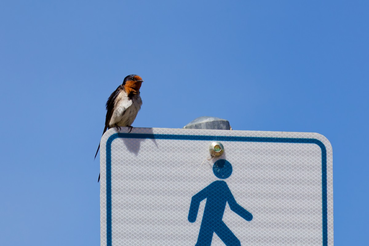 Welcome Swallow - ML646267547