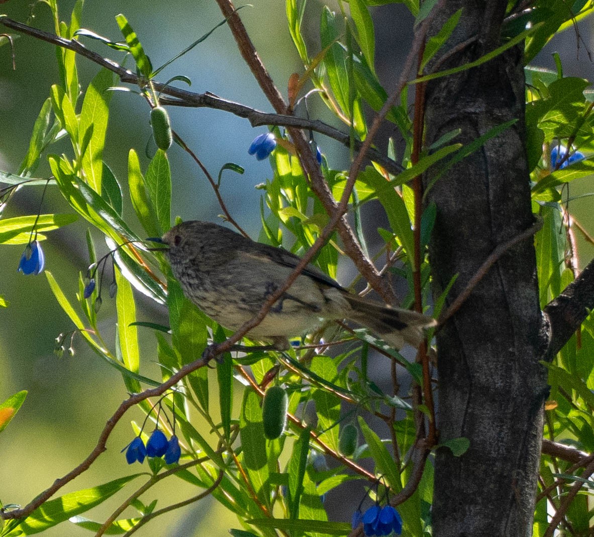 Brown Thornbill - ML646267548