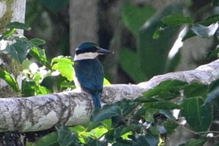 Pacific Kingfisher - ML646267550
