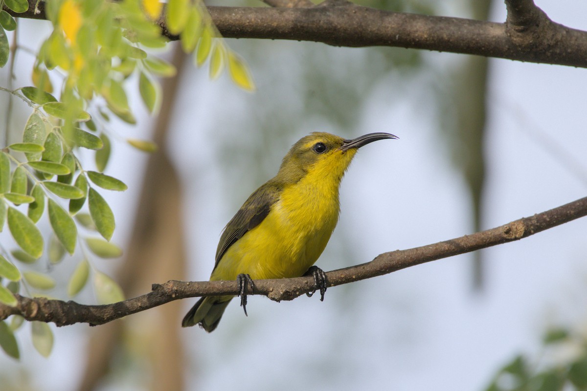 Sahul Sunbird - ML646267555