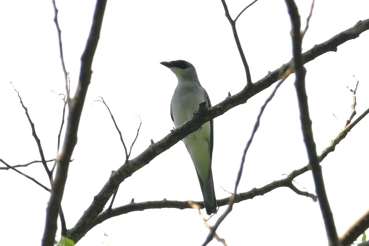 White-bellied Cuckooshrike - ML646267556