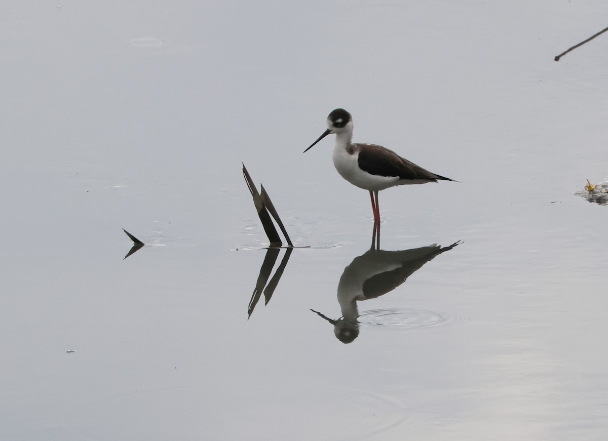 Black-necked Stilt - ML646267563