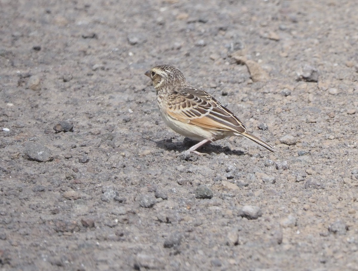 Singing Bushlark - ML646267564