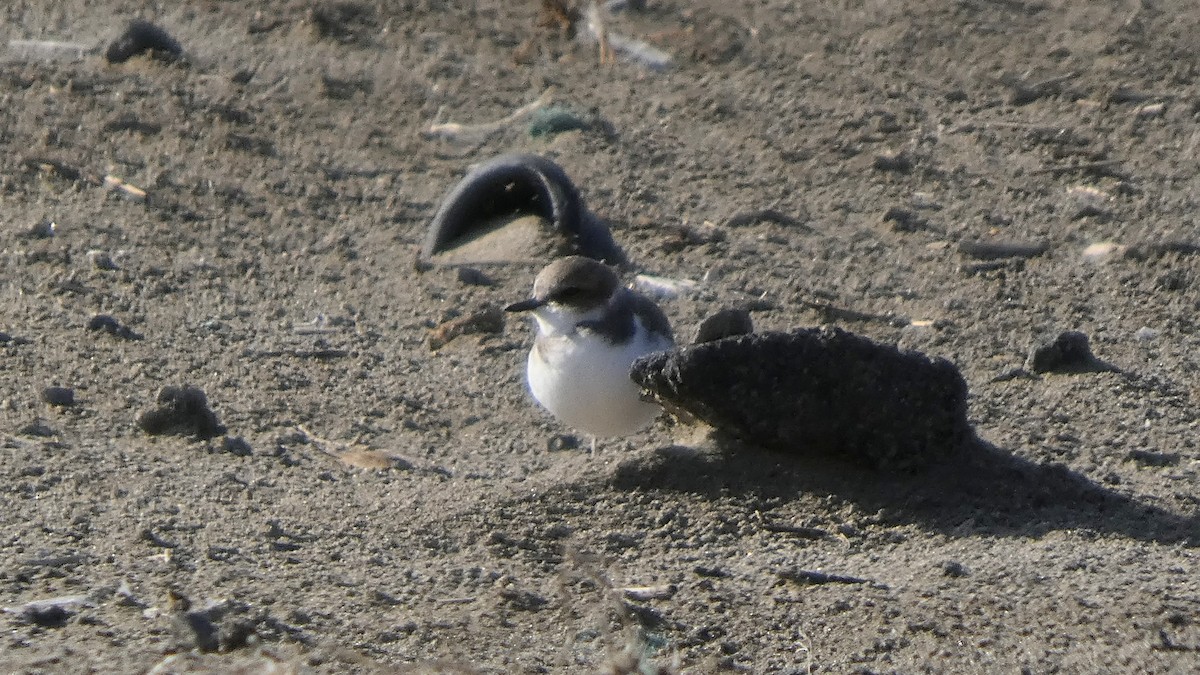 hvitbrystlo - ML646267570