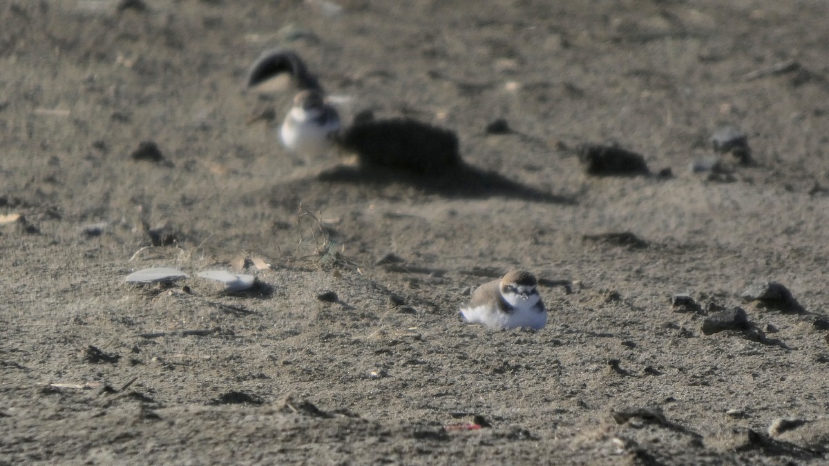 hvitbrystlo - ML646267571