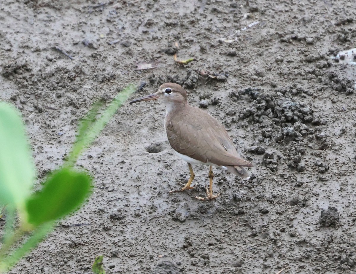 Spotted Sandpiper - ML646267573