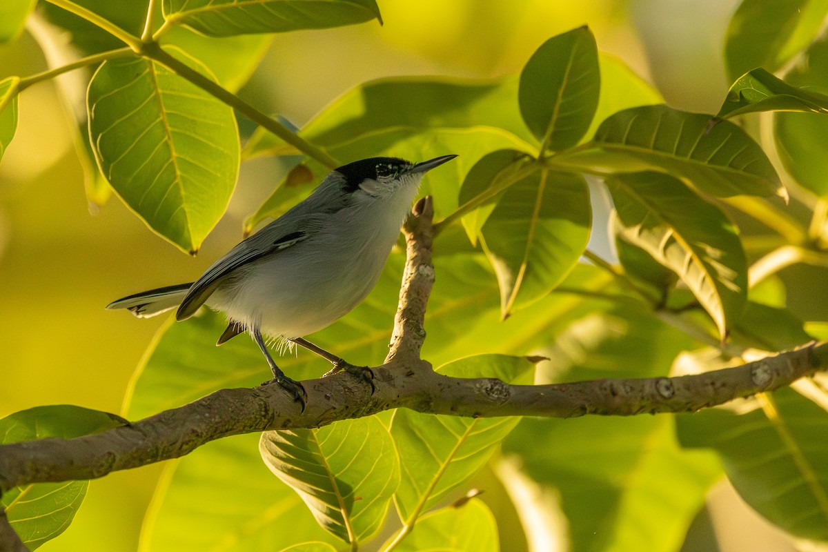 ホオジロズグロブユムシクイ - ML646267574