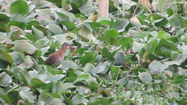 Пастушок східний - ML646267576