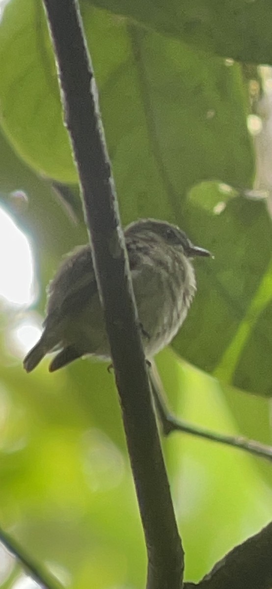 Amazonienzwergpipra - ML646267577