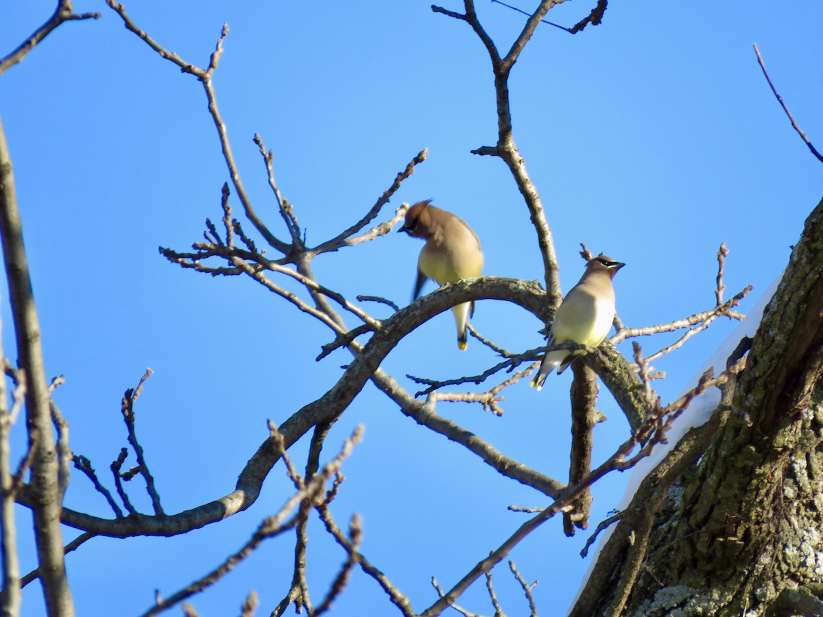Cedar Waxwing - ML646267582