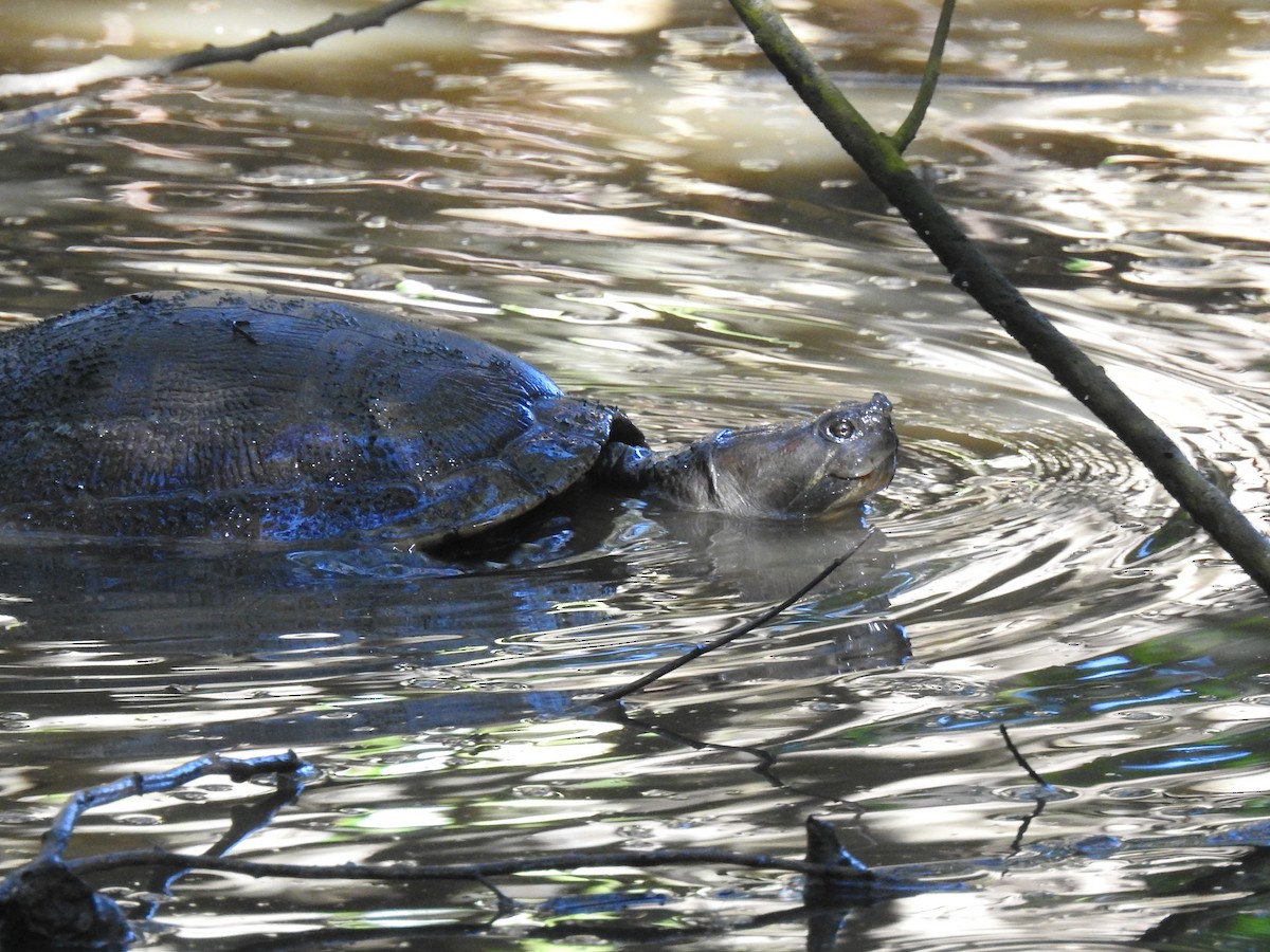 Puerto Rican Slider - ML646267590