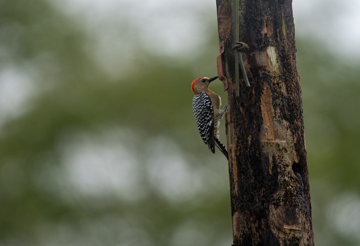 Red-crowned Woodpecker - ML646267592