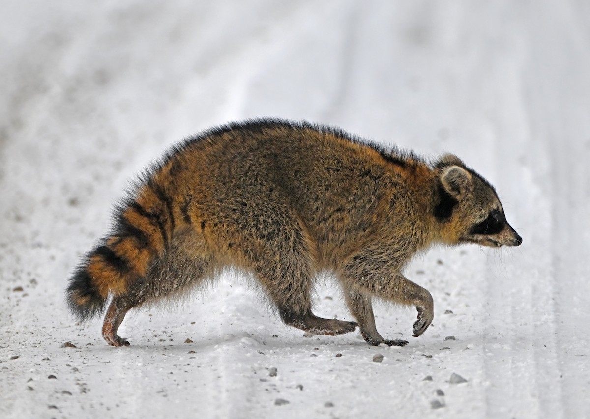 Common Raccoon - ML646267598