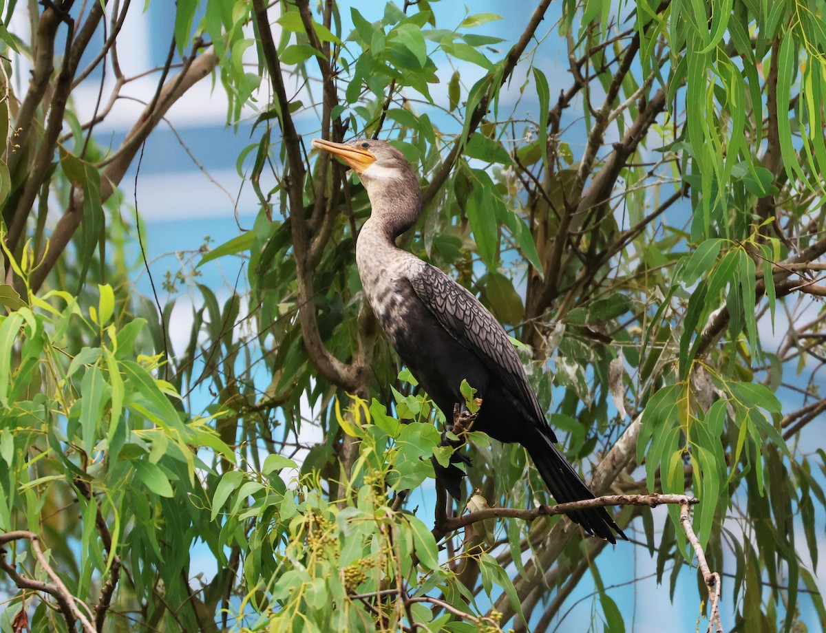 Neotropic Cormorant - ML646267599