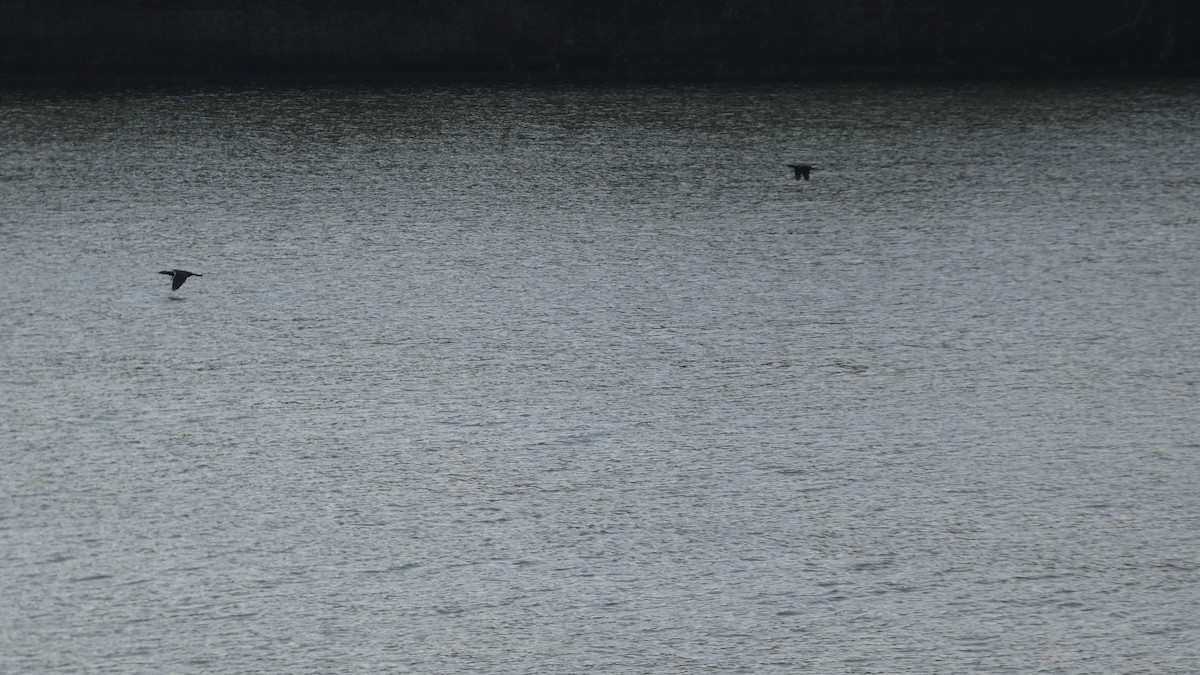 Great Cormorant - ML646267600