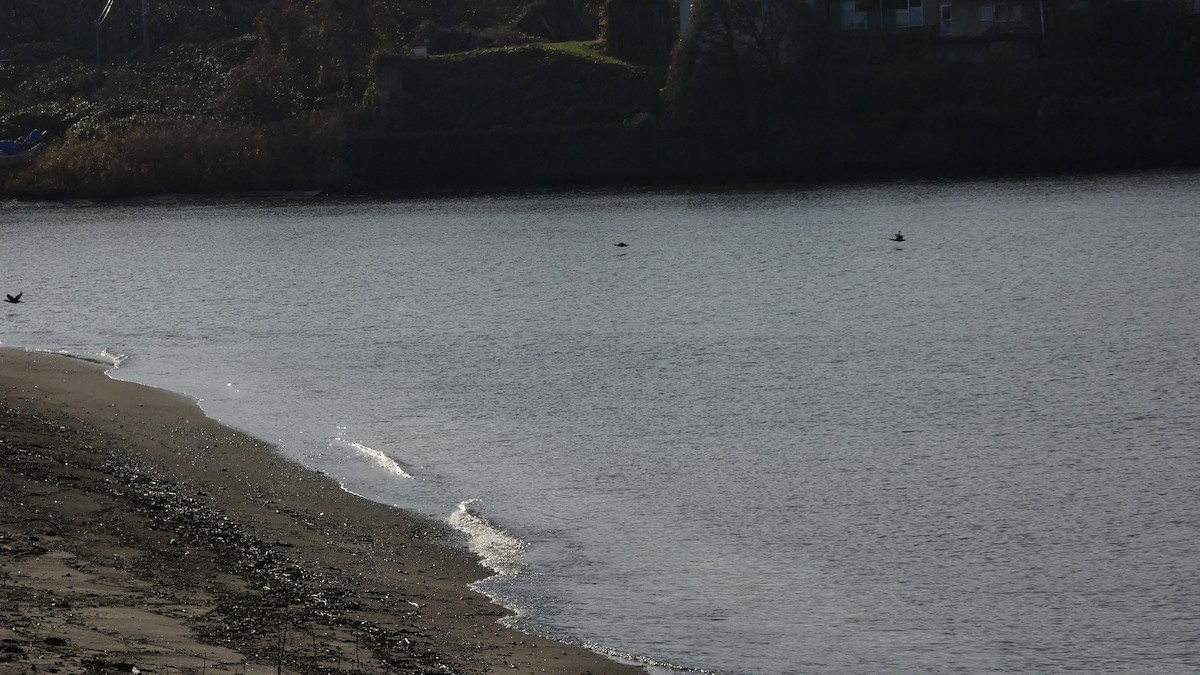 Great Cormorant - ML646267601