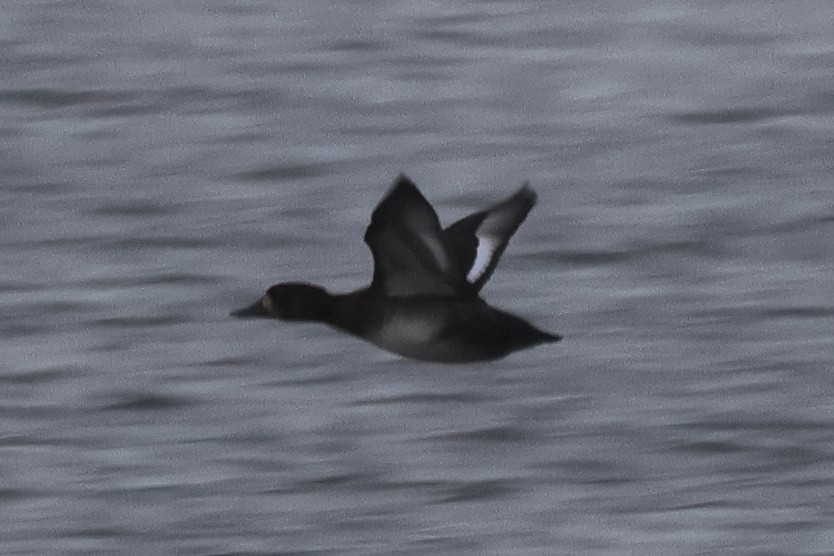 purpurhodeand - ML646267602