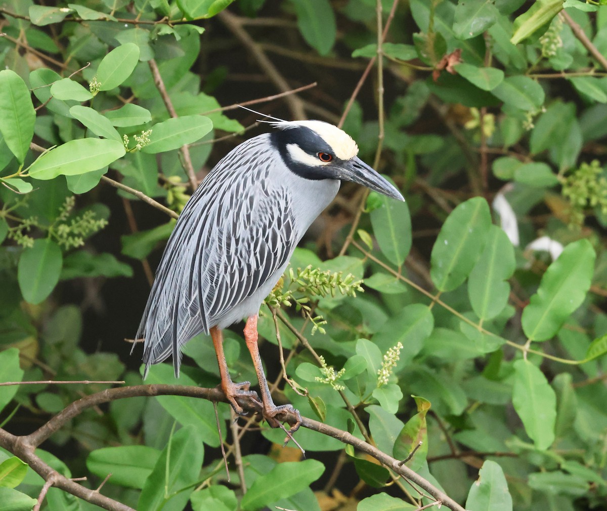 gulkronehegre - ML646267605