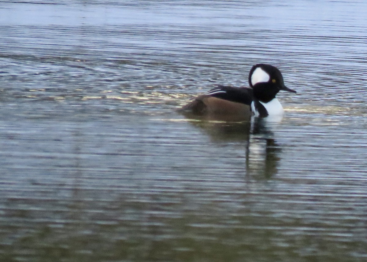 Hooded Merganser - ML646267608