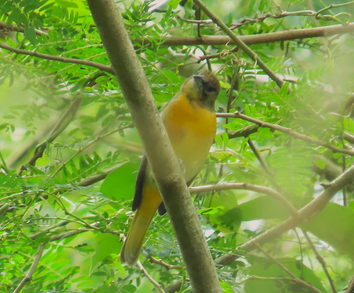 פזאי צפוני - ML646267622