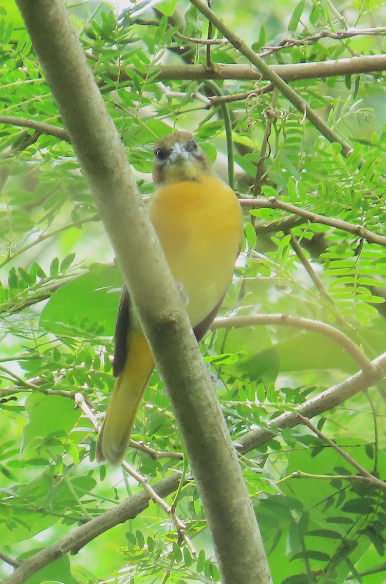 פזאי צפוני - ML646267624