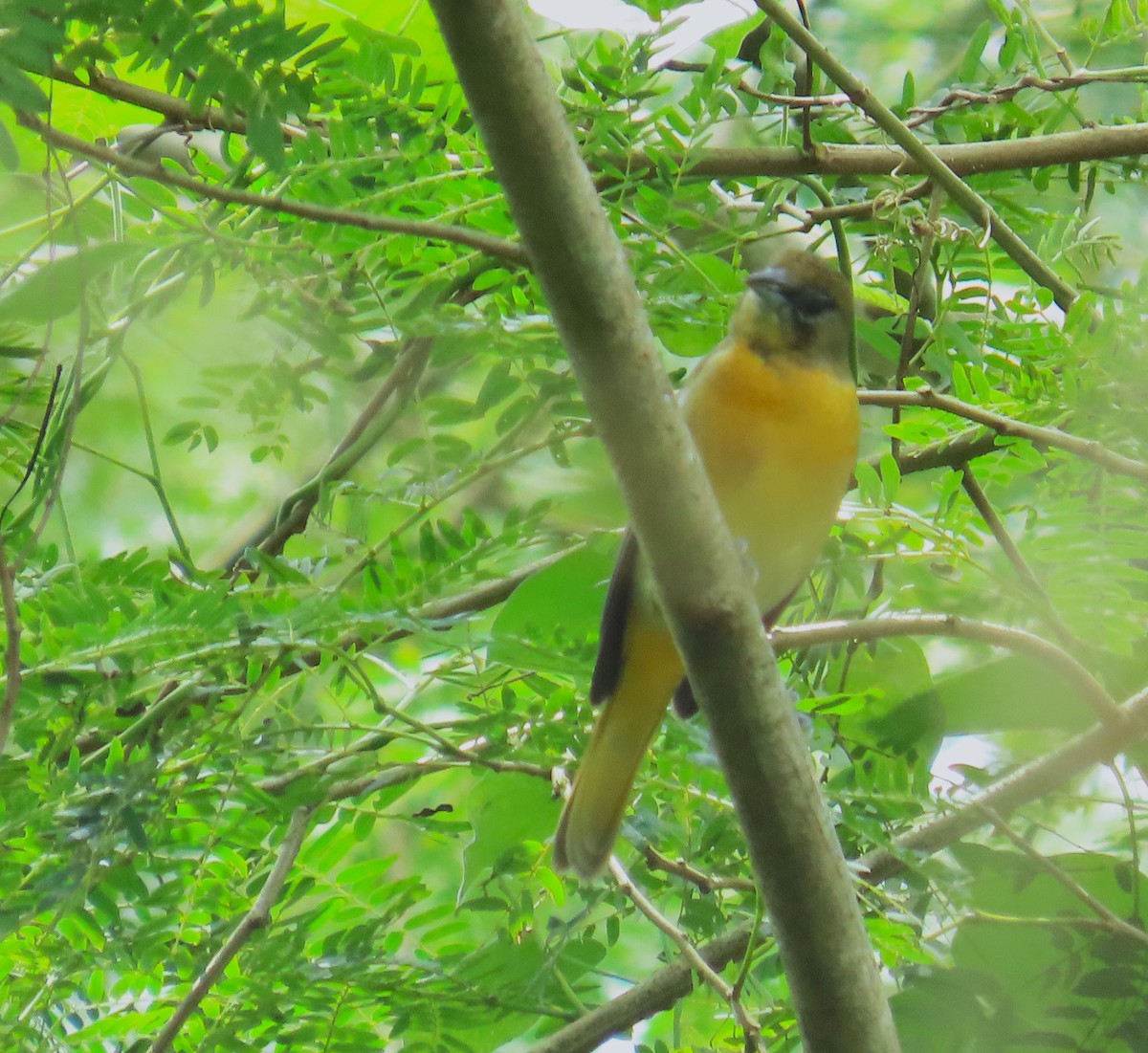 פזאי צפוני - ML646267625