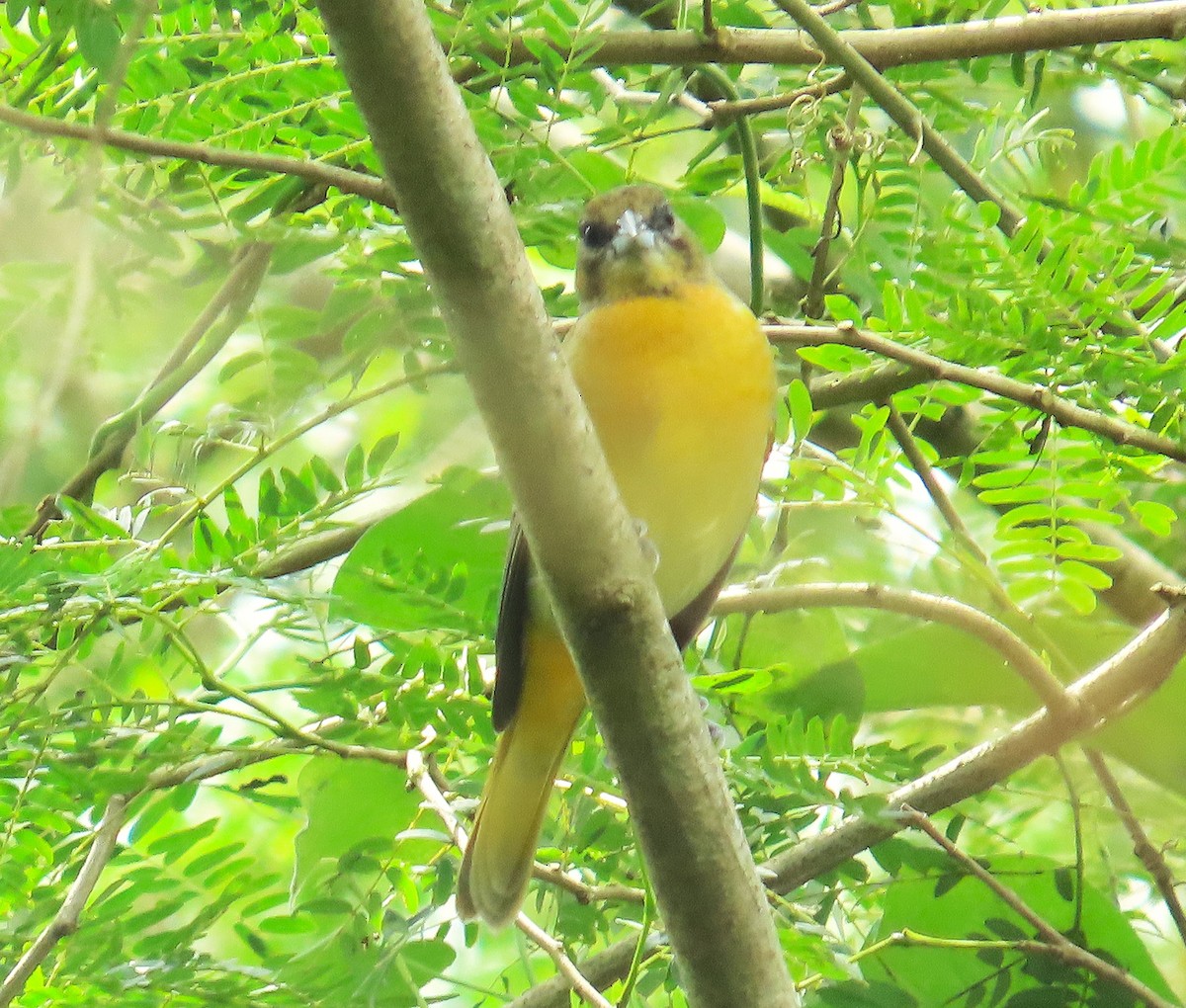 פזאי צפוני - ML646267626