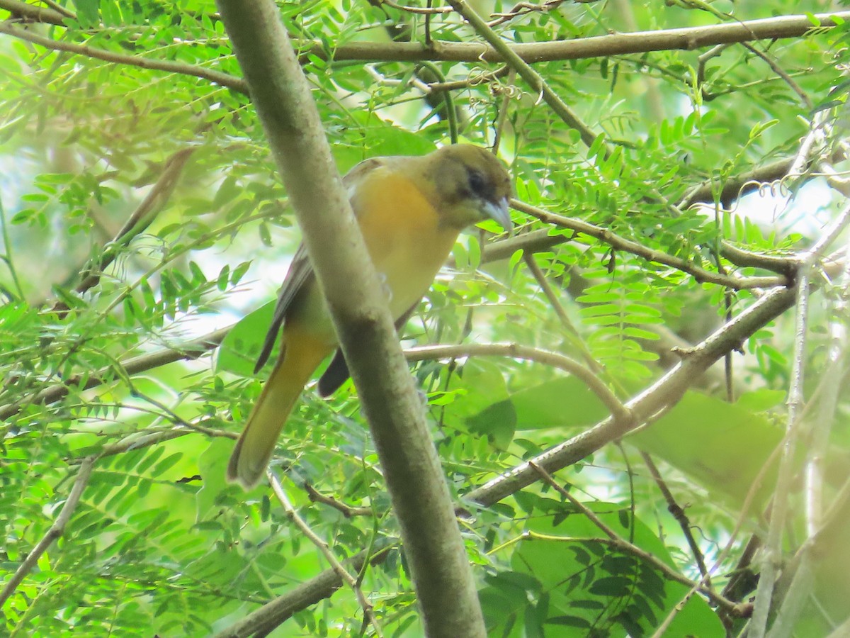 פזאי צפוני - ML646267627