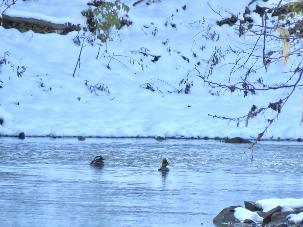 Hooded Merganser - ML646267628