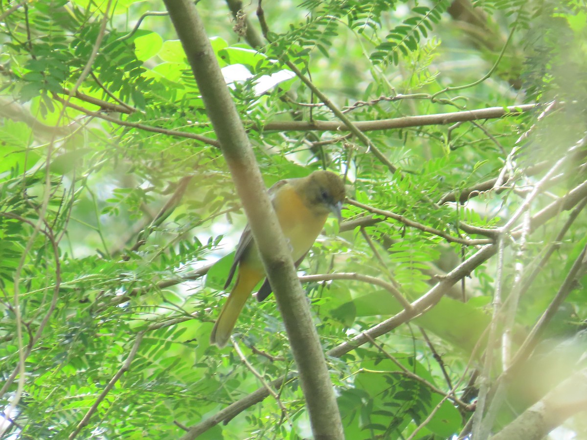 פזאי צפוני - ML646267629