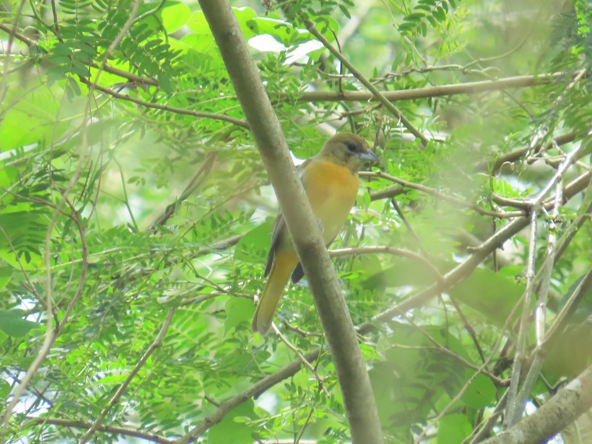 פזאי צפוני - ML646267630