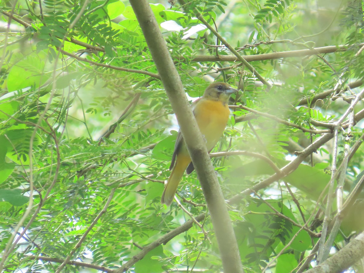 פזאי צפוני - ML646267631