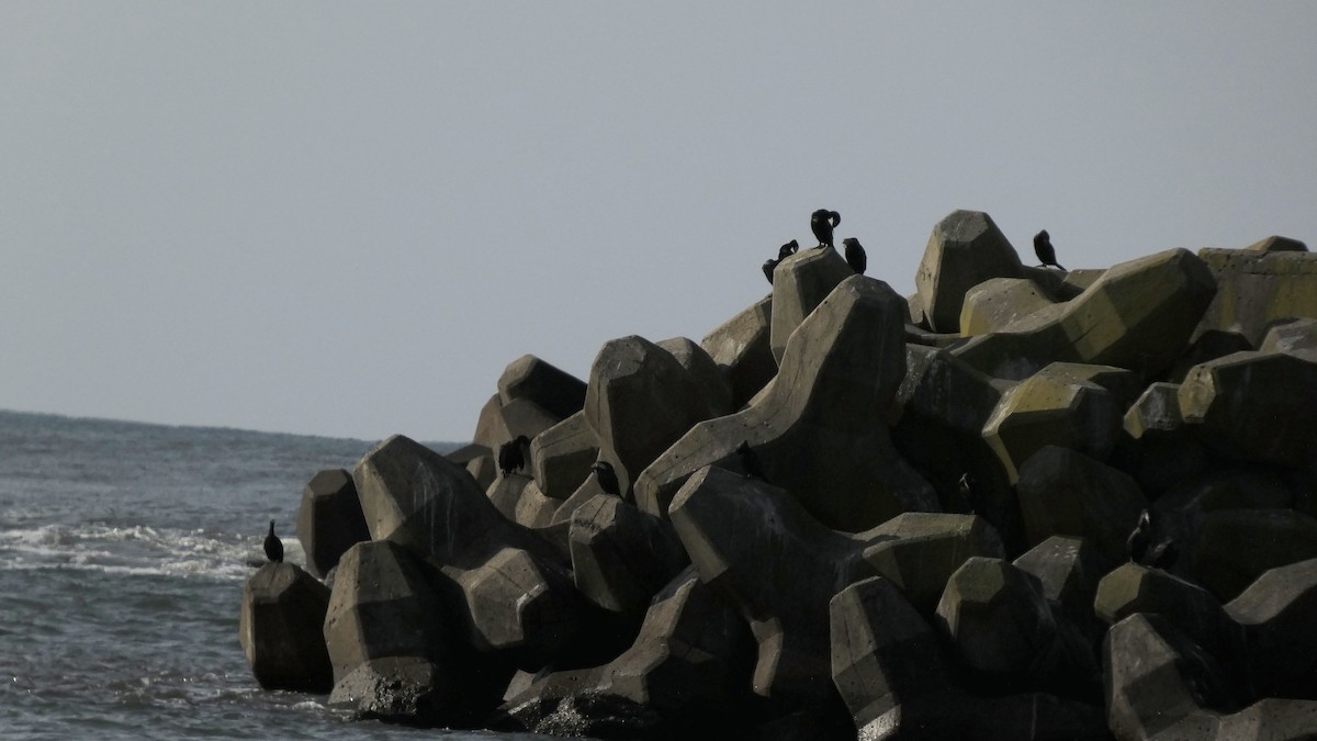 Japanese Cormorant - ML646267632