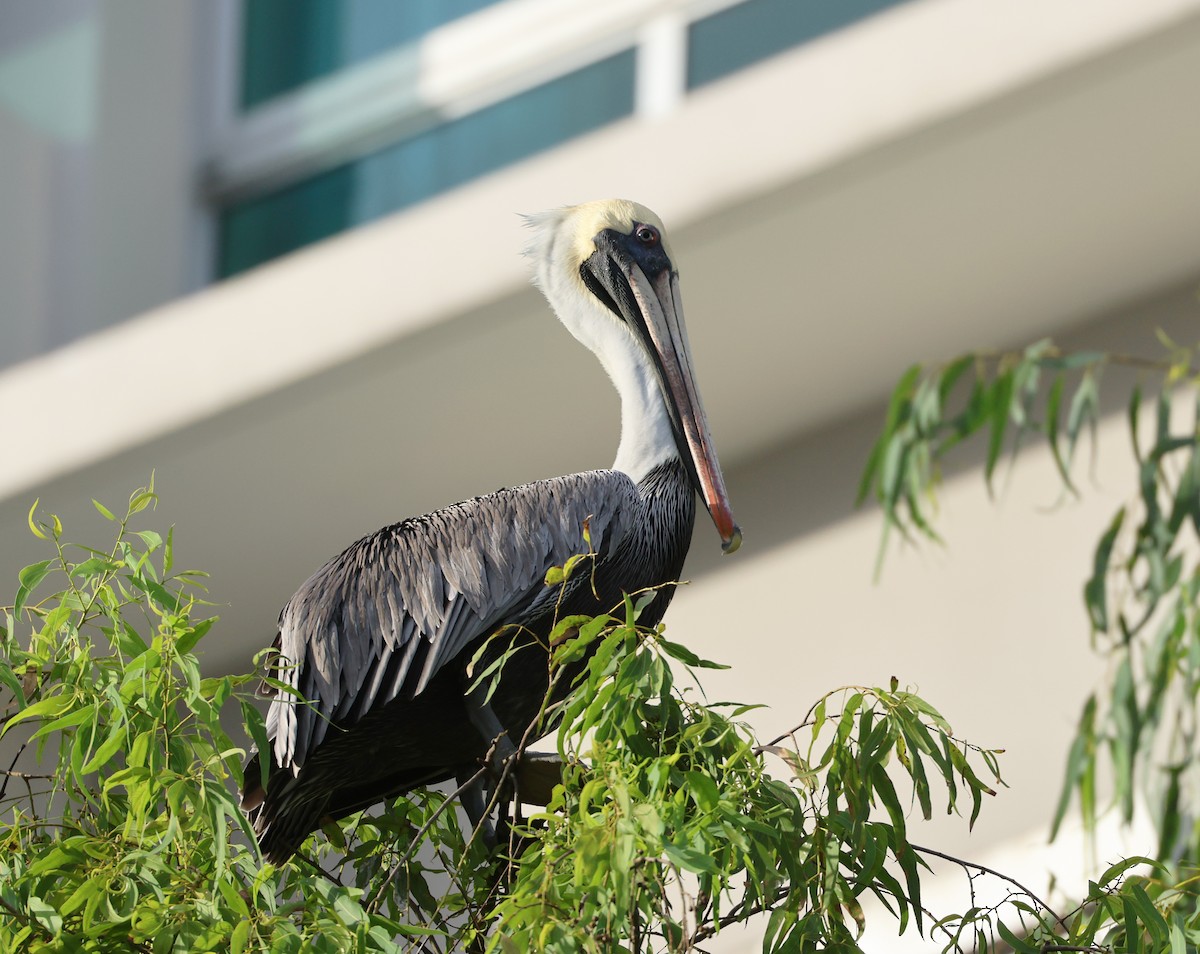 Brown Pelican - ML646267634