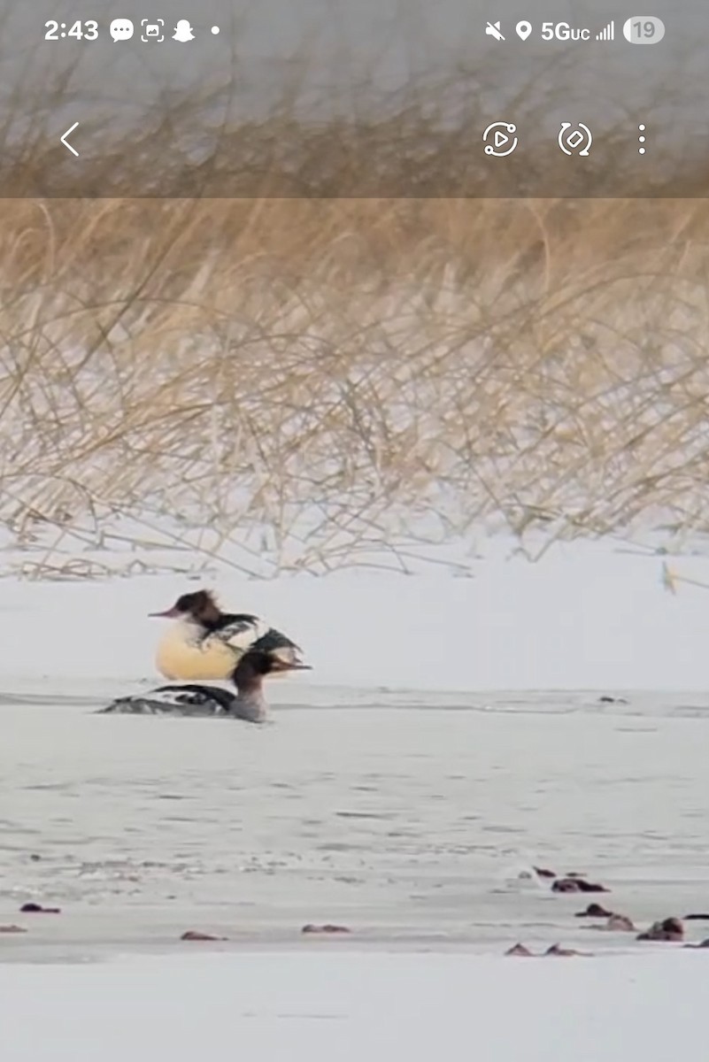 Red-breasted Merganser - ML646267637