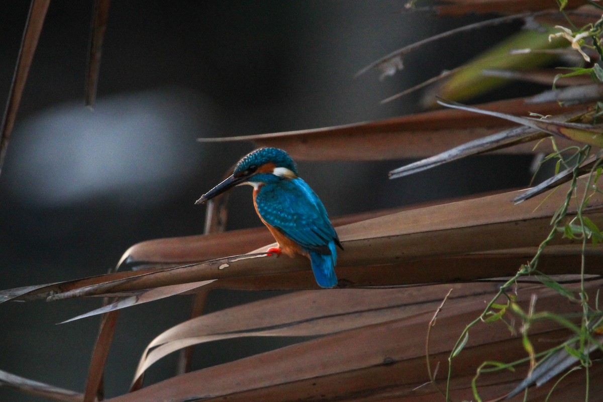 Martin arrantzalea - ML646267638