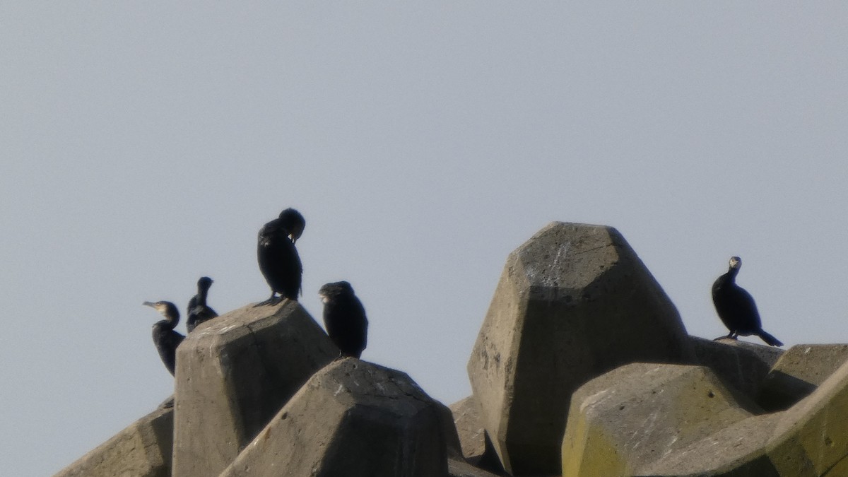 Japanese Cormorant - ML646267647