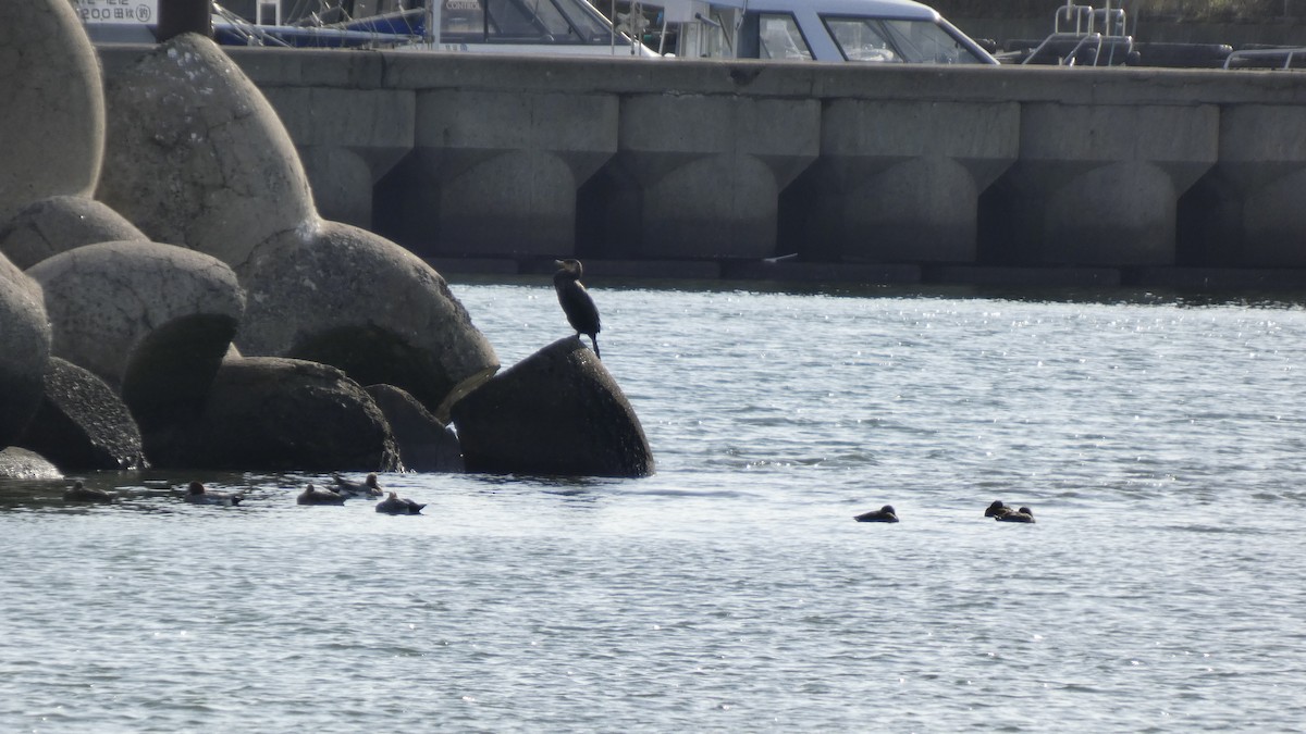 Japanese Cormorant - ML646267649