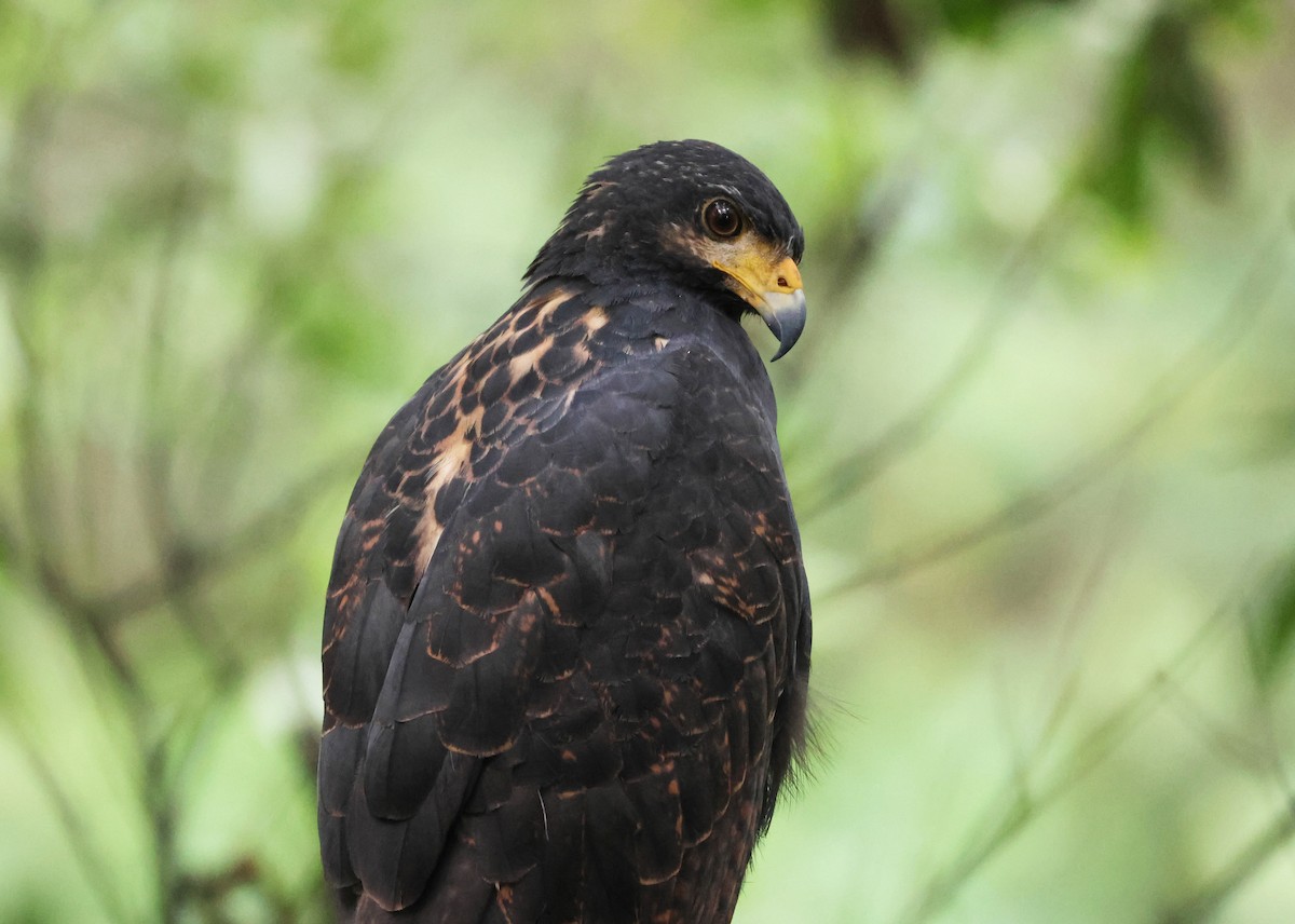 Great Black Hawk - ML646267651