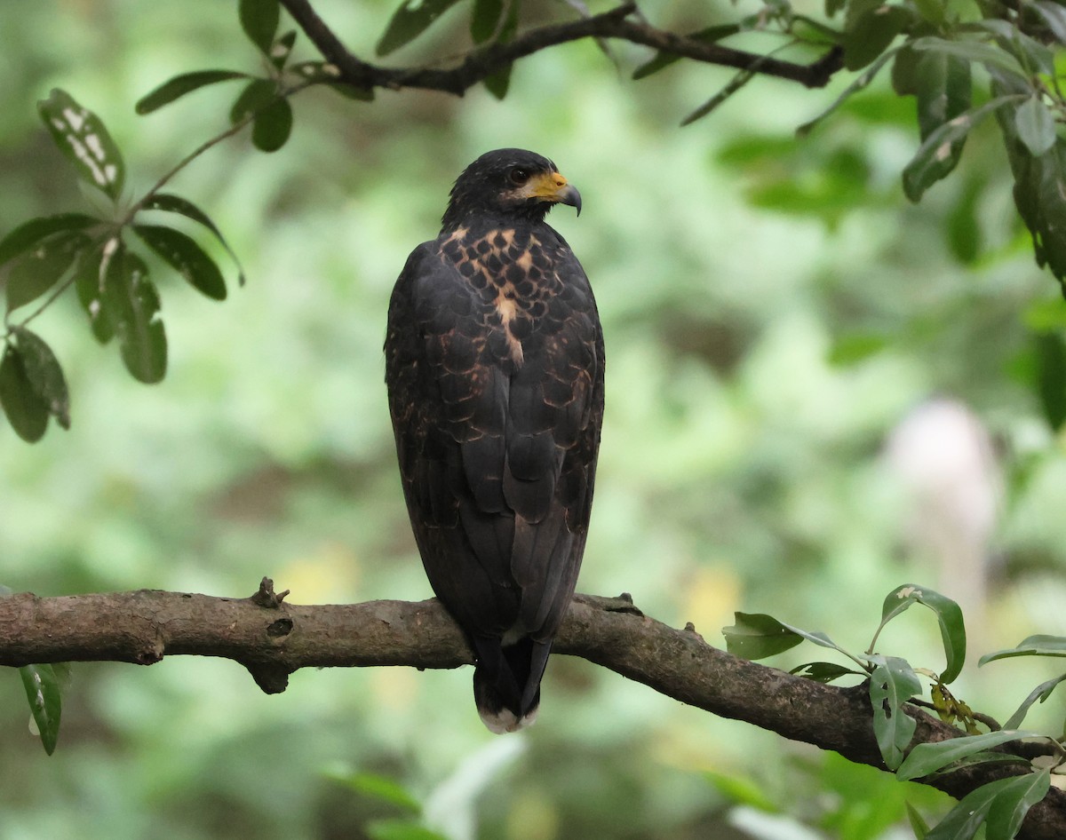 Great Black Hawk - ML646267652