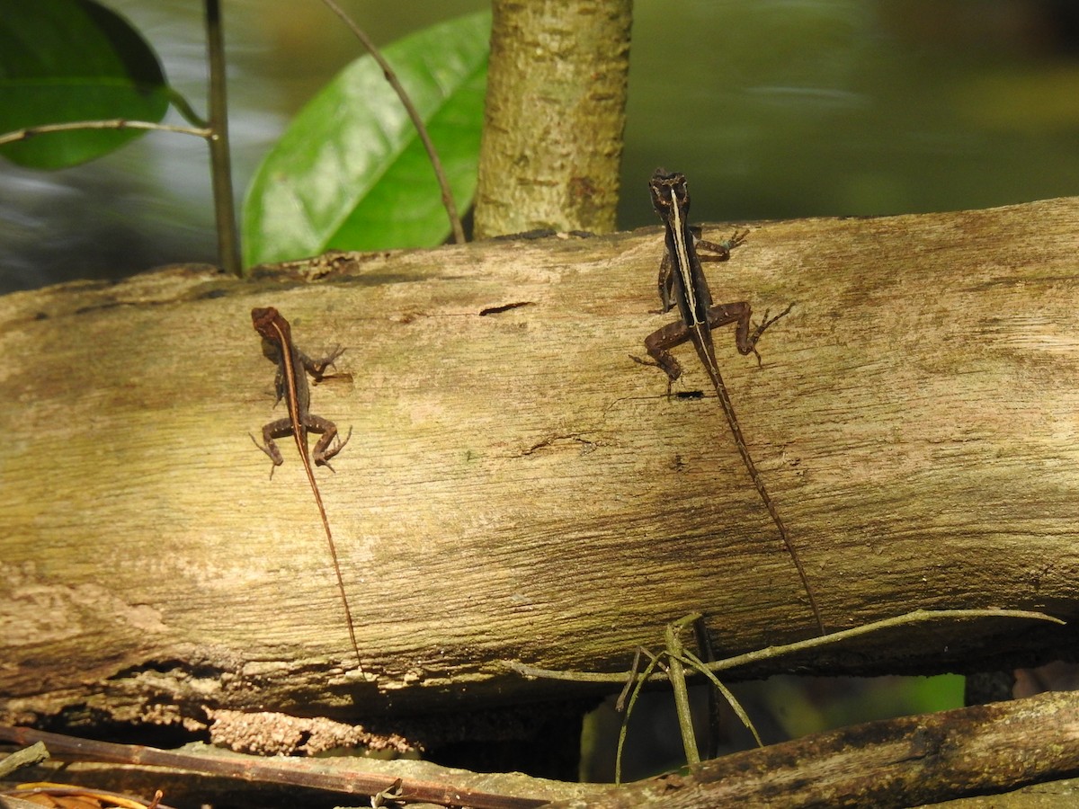 Anolide crestato - ML646267661