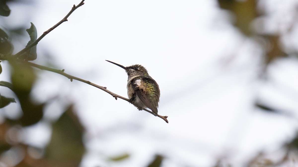 Colibri à gorge rubis - ML646267664