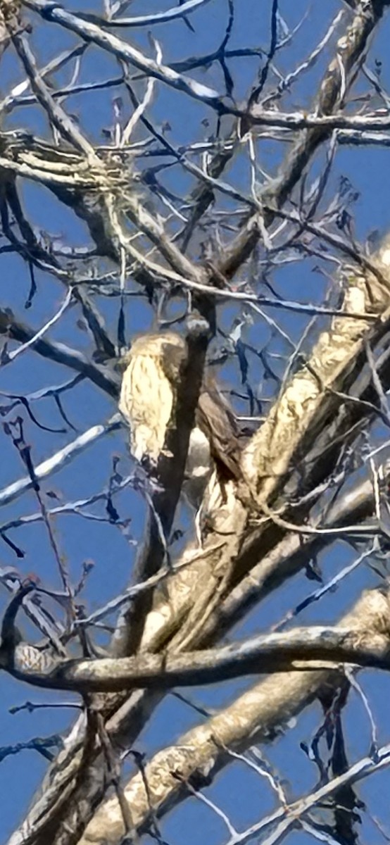 Cooper's Hawk - ML646267671