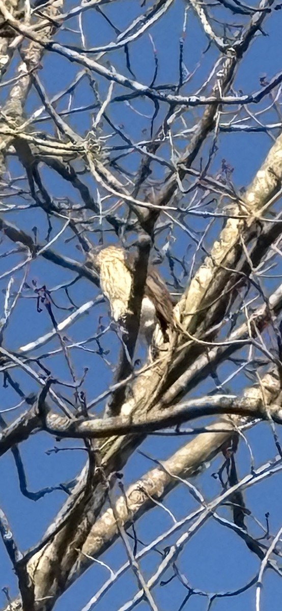 Cooper's Hawk - ML646267672