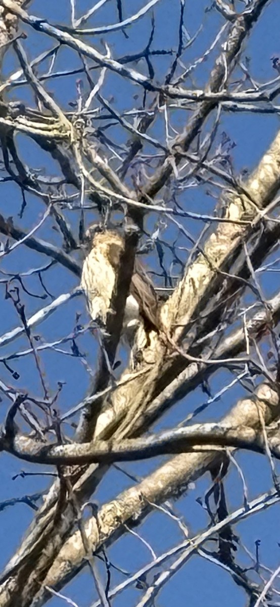 Cooper's Hawk - ML646267673