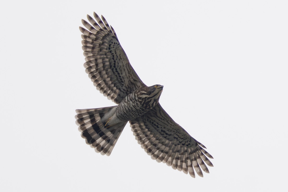 Crested Goshawk - ML646267676